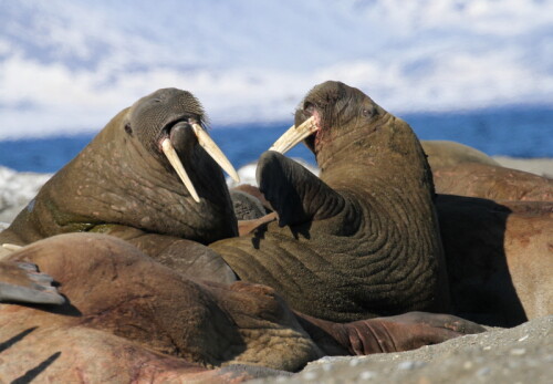 zwei Bullen einer Kolonie auf einer kleinen Insel vor Spitzbergen

Aufnameort: Spitzbergen
Kamera: Canon D7