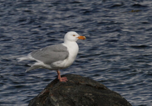 

Aufnameort: Spitzbergen
Kamera: Canon 7D