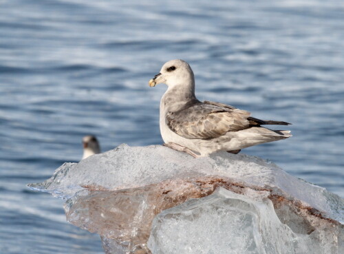 

Aufnameort: Spitzbergen
Kamera: Canon D7