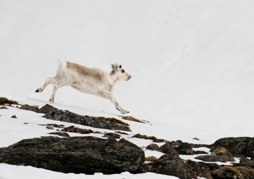 Das Spitzbergenrentier ist eine Unterart des nordeuropäischen Rentiers - kleiner und weniger ausgeprägtem Geweih. Dies hier ist ein Jungtier.

Aufnameort: Spitzbergen
Kamera: Canon D7