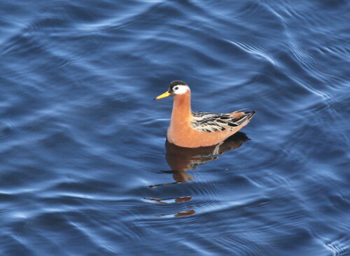 

Aufnameort: Spitzbergen
Kamera: Canon