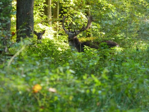 Bei einem Spaziergang, sah ich aus den Augenwinkeln in einer
Waldschneise eine kleine Bewegung. Langsam bin ich in die
Schneise hinein und sah dan etwa 50 m vor mir diese zwei
neugierigen, aber auch misstrauischen Blicke. Kurze Zeit später waren beide verschwunden.

Aufnameort: Egelsbach/Hessen
Kamera: Lumix FZ 48