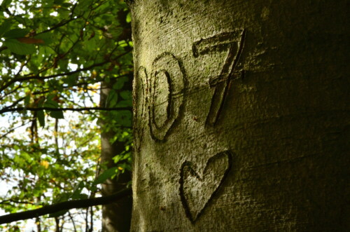 

Aufnameort: Triesdorf-Waldbereich Tiergarten
Kamera: Panasonic Lumix FZ 300