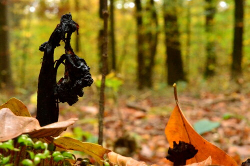 skulptur-am-waldboden-19686.jpeg