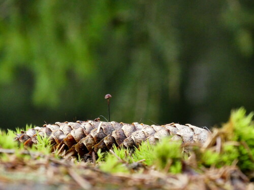 

Aufnameort: Triesdorf-Waldbereich Tiergarten
Kamera: Panasonic Lumix FZ 300