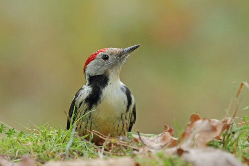 Mittelspecht,Leiopicus medius


Aufnameort: Odenwald
Kamera: Canon EOS 7D