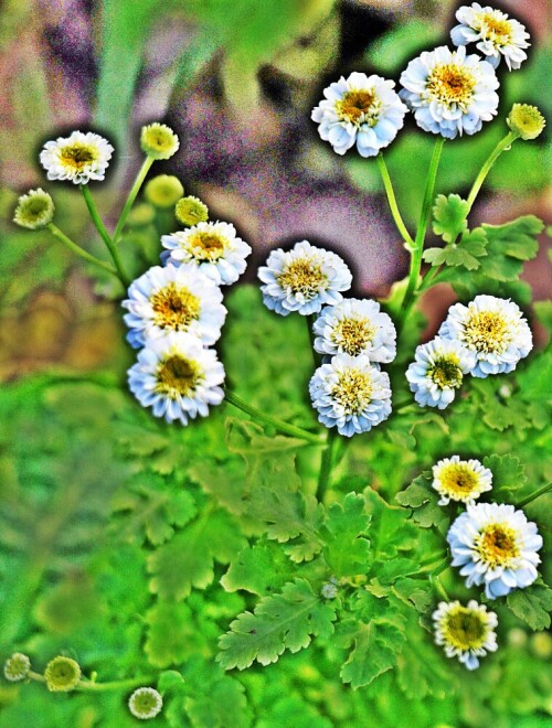 bluten-des-mutterkrautes-tanacetum-parthenium-l-19786.jpeg