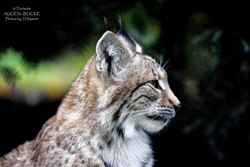 luchs-auf-der-wacht-20329.jpeg