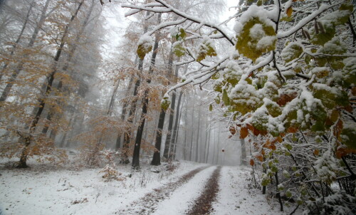 winter-im-herbst-19815.jpeg