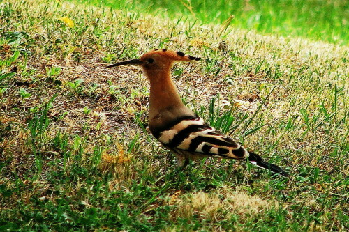 Ein Wiedehopf im Garten

Aufnameort: Bad Kösen
Kamera: Lumix TZ 61