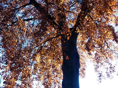 herbstliche-rotbuche-im-gegenlicht-19875.jpeg