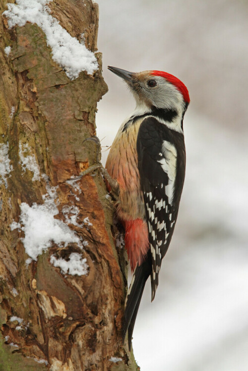 Mittelspecht (Leiopicus medius) an einem Baumstamm

Aufnameort: Odenwald
Kamera: Canon EOS 7D, Objektiv 100-400 mm