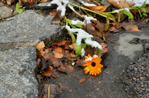 ringelblumenbluten-endzeit-19873.jpeg