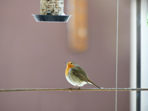 

Aufnameort: Weidenbach, in meinem Garten
Kamera: Panasonic Lumix FZ 300