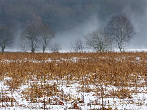 tauwetternebel-19891.jpeg