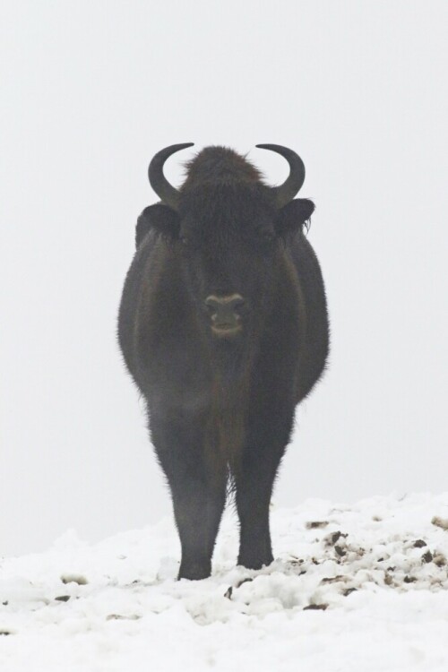 wisent-im-nebel-19901.jpeg