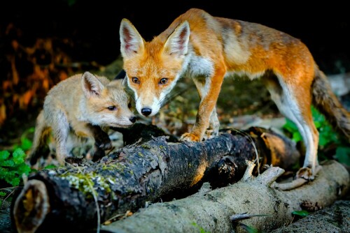 Eine kleine Rotfuchs-Familie, Fähe und Jungtier, auf Futtersuche in unserem Garten (Kompost), nahe eines Waldgebietes.

Aufnameort: Merzig, Saarland
Kamera: Canon EOS 5D III