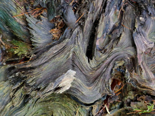 

Aufnameort: Triesdorf-Waldbereich Tiergarten
Kamera: Panasonic Lumix FZ 300