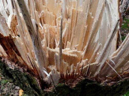 

Aufnameort: Triesdorf-Waldbereich Tiergarten
Kamera: Panasonic Lumix FZ 300