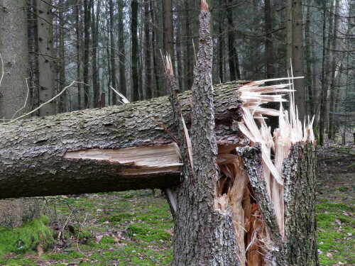 

Aufnameort: Triesdorf-Waldbereich Tiergarten
Kamera: Panasonic Lumix FZ 300