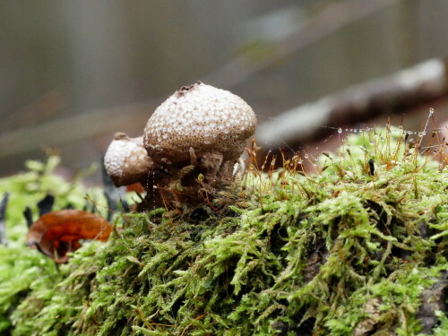 

Aufnameort: Triesdorf-Waldbereich Tiergarten
Kamera: Panasonic Lumix FZ 300