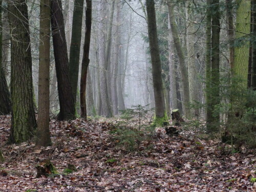 

Aufnameort: Triesdorf-Waldbereich Tiergarten
Kamera: Panasonic Lumix FZ 300