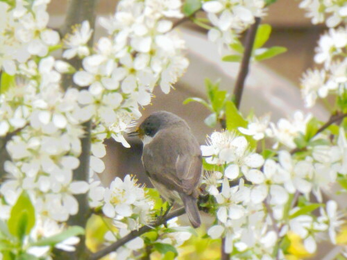 Beobachtung im Frühling

Aufnameort: Bad Kösen
Kamera: Lumix TZ 61