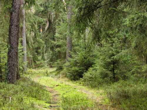 schoner-wald-20079.jpeg