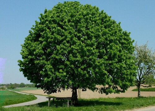 alleinstehender Lindenbaum in der Rheinebene

Aufnameort: March im Breisgau
Kamera: panasonic