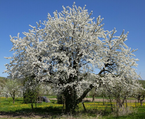 Süßkirsche in voller Blüte

Aufnameort: Kaiserstuhl
Kamera: Panasonic