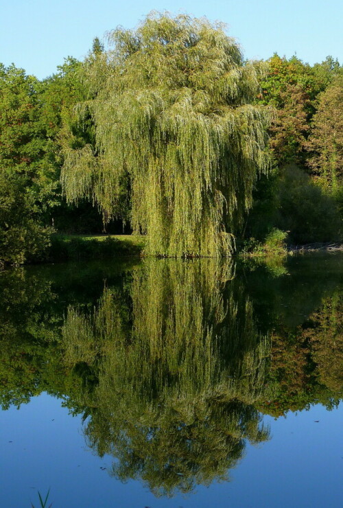 Trauerweide spiegelt sich im Münstutsee/Breisgau

Aufnameort: Neuershausen
Kamera: Panasonic