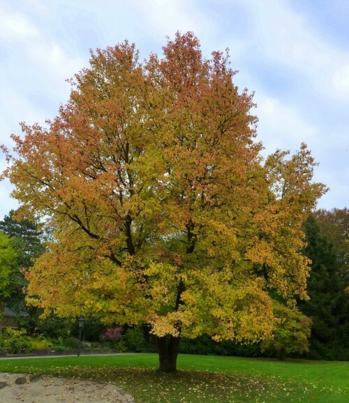 Amberbaum im Herbstkleid

Aufnameort: Stadtpark Lahr/Schwarzwald
Kamera: Panasonic