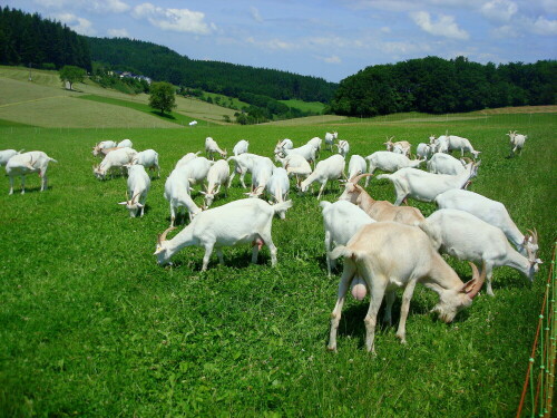 Glückliche Ziegen

Aufnameort: Schwarzwald
Kamera: Panasonic