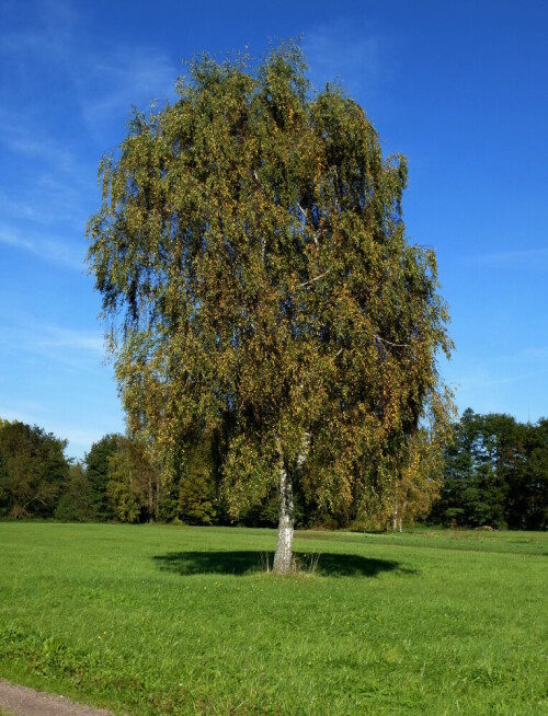 Birke im Herbstkleid

Aufnameort: Rheinebene im Breisgau
Kamera: Panasonic