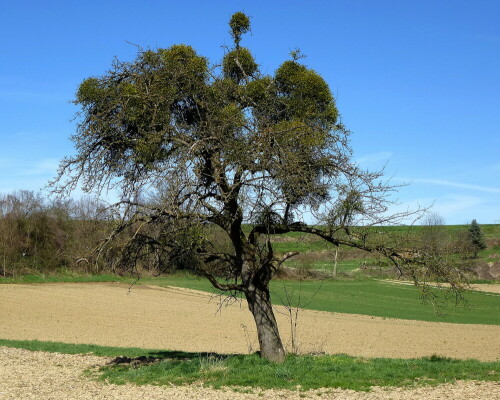 Birnbaum mit Mistel-oder umgedreht ?

Aufnameort: am Marchhügel im Breisgau
Kamera: Panasonic