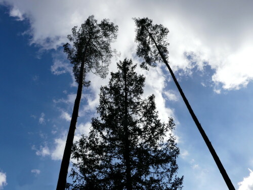 

Aufnameort: Wald bei Obererlbach
Kamera: Panasonic Lumix FZ 300