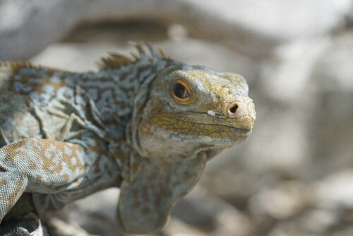 von Iceland nach San Salvador.. der Salvador Iguana. + mit einer population von ca. 200 individuen. einer der wenigen ihrer art.

Aufnameort: guanahani, atlantic ocean, caribbean
Kamera: sony alpha 7 r 2