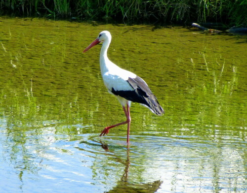 Weißstorch - auf Futtersuche in der Dreisam

Aufnameort: Rheinebene im Breisgau
Kamera: Panasonic