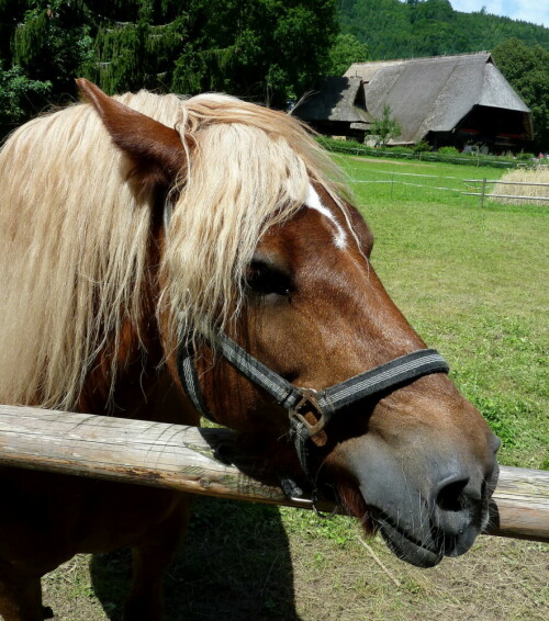 Haflinger im Schwarzwald

Aufnameort: Schwarzwald
Kamera: Panasonic