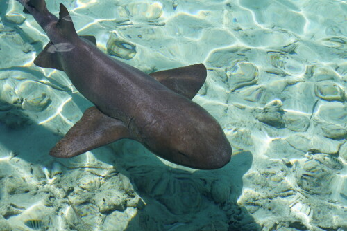 Der kleine Nurse Shark oder Ammen Hai. schwebend in der blauen allumgebenden Sphere unseres Planeten.

Aufnameort: Staniel cay, caribbean ocean, Atlantic
Kamera: sony alpha 7 r 2