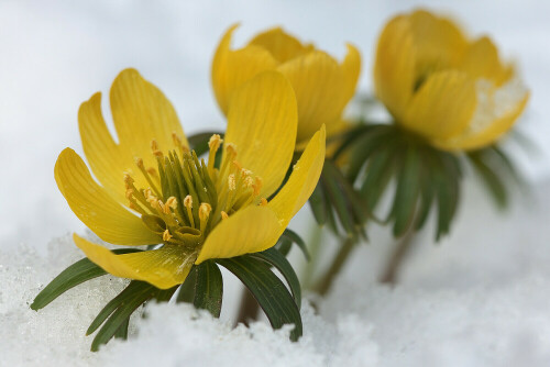 winterling-eranthis-hyemalis-22235.jpeg