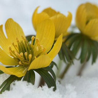 winterling-eranthis-hyemalis-22235