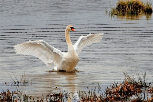 Höckerschwan in der "Nachtweid" - Wetterau

Aufnameort: Nachtweid - Wetterau
Kamera: Nikon D7200