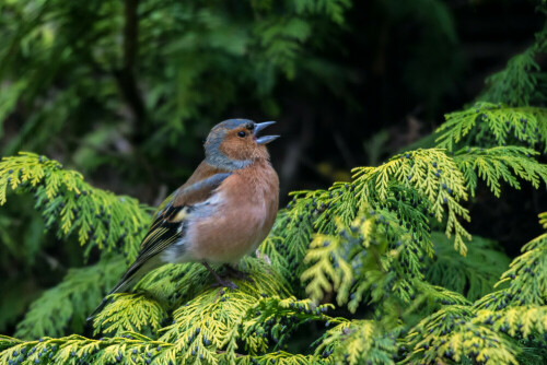 Buchfinkmännchen beim Balzgesang

Aufnameort: Garten
Kamera: Nikon D7100