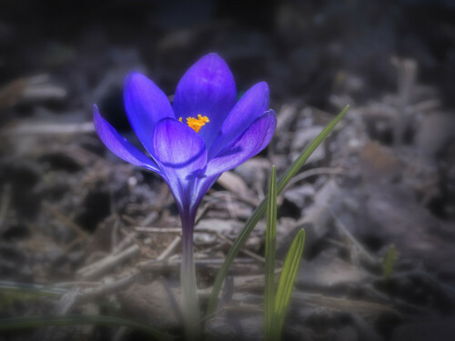 Die ersten Farbtupfen im Garten

Aufnameort: Ohlsdorf
Kamera: Nikon D 800