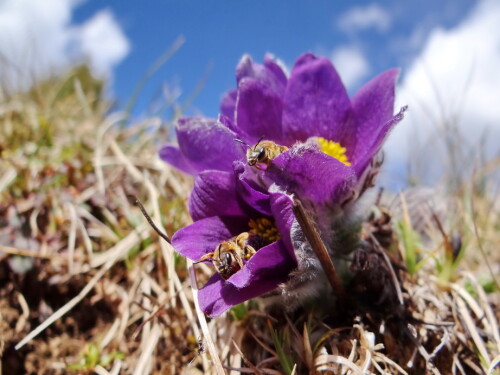 Kuhschellen oder Küchenschellen [eigentlich: Kühchenschellen] (Pulsatilla Vulgaris)_ März 2018

Aufnameort: Alendorf, Eifel
Kamera: Sony DSC HX 100V