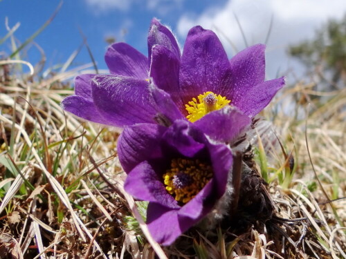 Kuhschellen oder Küchenschellen [eigentlich: Kühchenschellen] (Pulsatilla Vulgaris)_ März 2018

Aufnameort: Aendorf Eifel
Kamera: SonyDSC HX 100 V