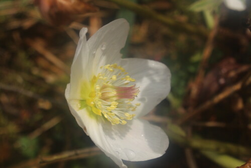 blute-einer-schneerose-helleborus-niger-l-20485.jpeg