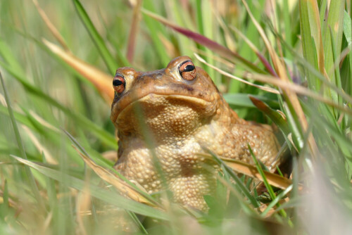 froschlurch-20492.jpeg
