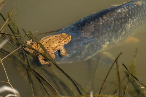 Froschlurch krallt sich unter Hormondruck das Gesicht eines Karpfens

Aufnameort: Bad Bocklet Fischteiche
Kamera: Panasonic Lumix FZ1000